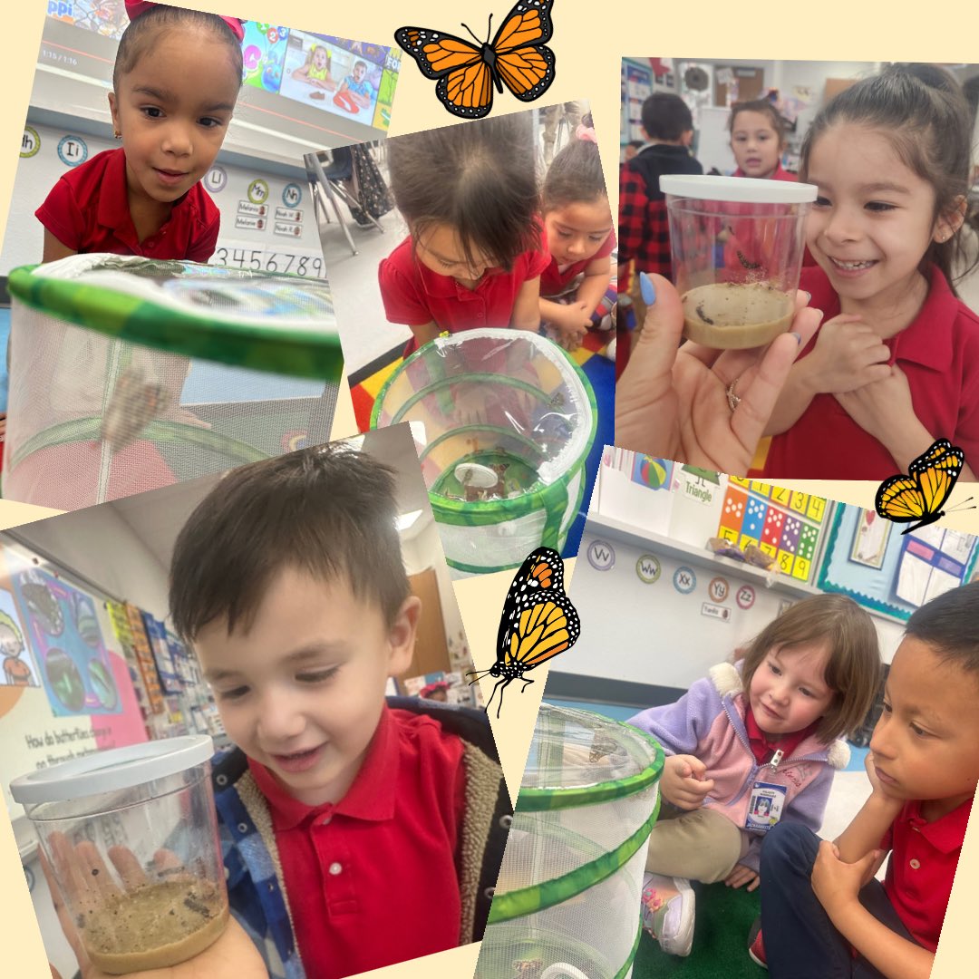Ms. Carrillo (@scarrillo_bnes) on Twitter photo Our class got to experience the life of cycle a butterfly in real time🧡It was so amazing to see their transformations happen day to day. <a href="/BNarbuth_ES/">Fernie Miranda</a> @LOHara_BNES <a href="/LHerrera_BNES/">Lisa Herrera</a> @MRod_BNES Our class got to experience the life of cycle a butterfly in real time🧡It was so amazing to see their transformations happen day to day. <a href="/BNarbuth_ES/">Fernie Miranda</a> @LOHara_BNES <a href="/LHerrera_BNES/">Lisa Herrera</a> @MRod_BNES