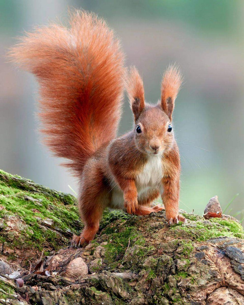 So beautiful squirrel ❤️

Perfect shoot 📷🐿️

#bestphotochallenge
#BestPhotographyChallengeio
#picturechallenge
#photo
#challenge
#photographychallenge
#mickeygaurav
#picture
#picoftheday
#photographer
#photoshoot
#photochallenge
#PhotoEditingChallenge
#challengechallengemake