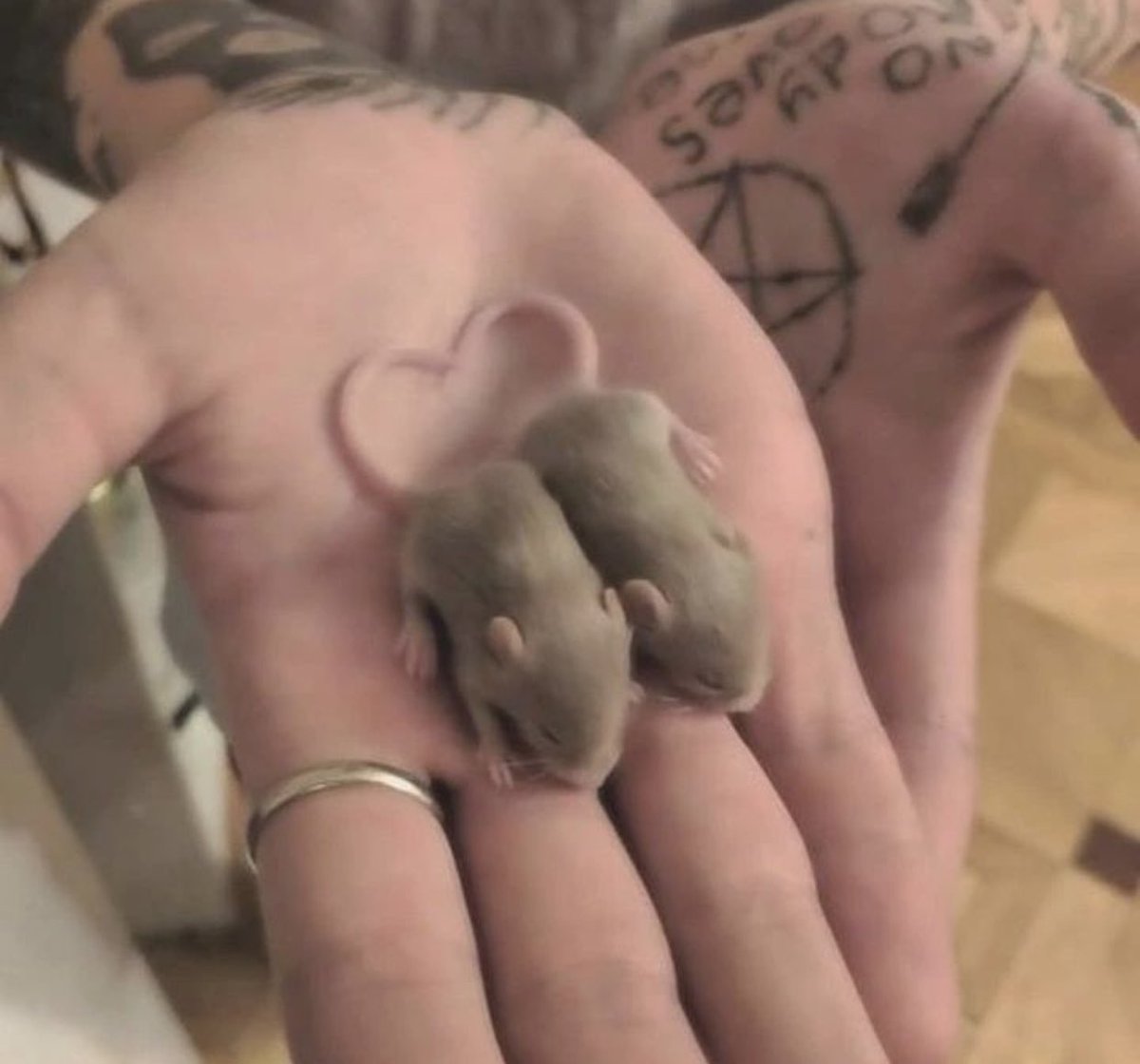 what if we were two lil rats making a heart with our tails