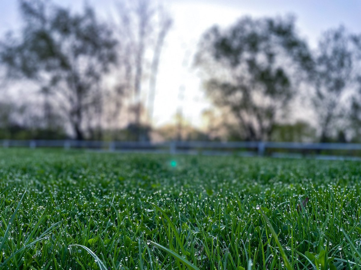 m0zzu_RotD's tweet image. Apr-27
Workout: 40’ easy
Surface: Grass
Shoes: #ghost13 #brooks
Today: 6.93 km
7 days: 87 km
30 days: 364.6 km

朝露に濡れるシューズ。
晴れても汚れる運命。