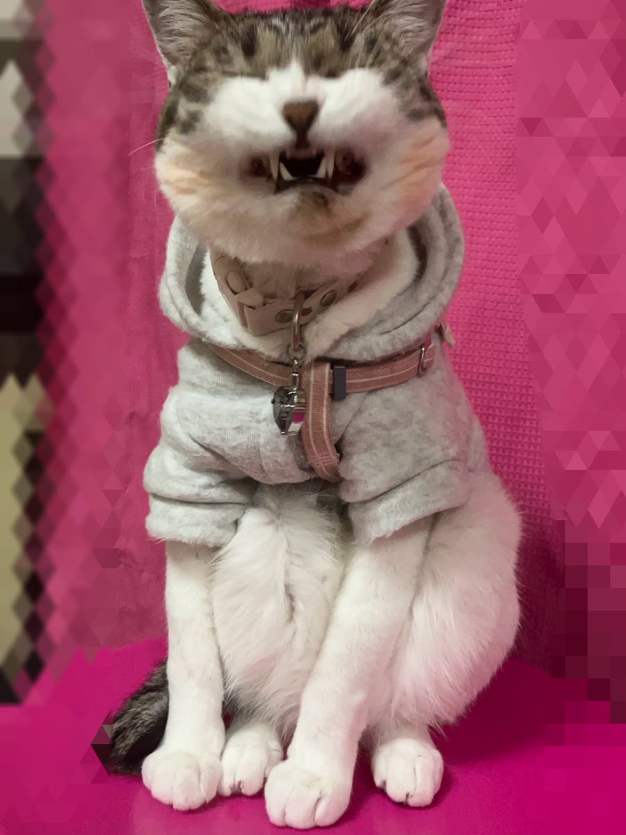 Causal_reaction's tweet image. おはようございます🌞😊🌞
早い方は今日からGWですね☺️
素晴らしい連休の方もそうではない方も5女の様な笑顔で乗り切りましょうね😏👍爆笑
皆様にとって素敵な連休になります様に☆。.:*・゜🥹💕🫶
今日も可愛い5女&6女🐱❤️
#百万ドルの笑顔ꉂꉂ😁