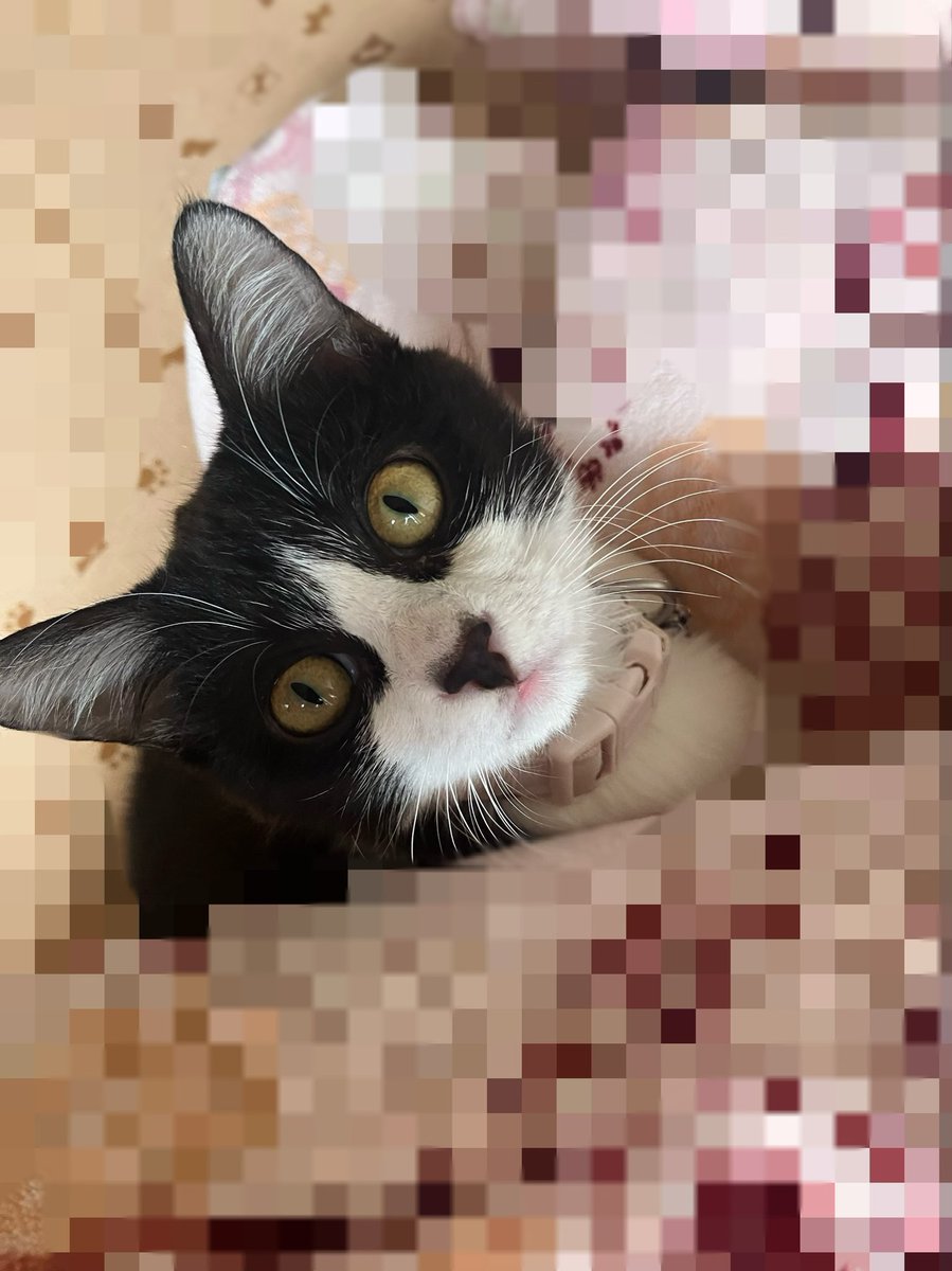 Causal_reaction's tweet image. おはようございます🌞😊🌞
早い方は今日からGWですね☺️
素晴らしい連休の方もそうではない方も5女の様な笑顔で乗り切りましょうね😏👍爆笑
皆様にとって素敵な連休になります様に☆。.:*・゜🥹💕🫶
今日も可愛い5女&6女🐱❤️
#百万ドルの笑顔ꉂꉂ😁