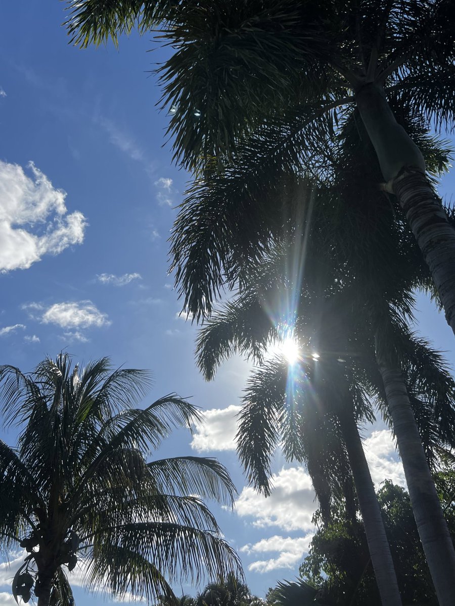 #endofday #therightway #longweek #backyard #outside #florida #paradisefound #sunlight #palmtrees #sky #clouds #tgif #weekend