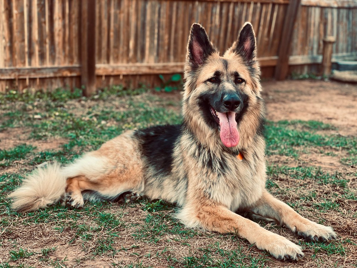 pclinto's tweet photo. @TheRickWilson My German Shepherd Olive https://t.co/a1hP08hbUQ