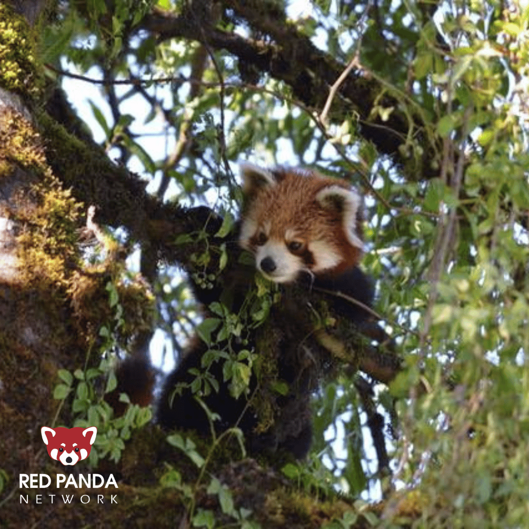 Happy Arbor Day! 🌲 Red pandas are arboreal, meaning they spend most of their time in trees. In fact, they tend to only ground themselves when it is absolutely necessary! 🐾 🤔 Can you think of any reasons why a red panda might leave the safety of the trees? Learn more about…