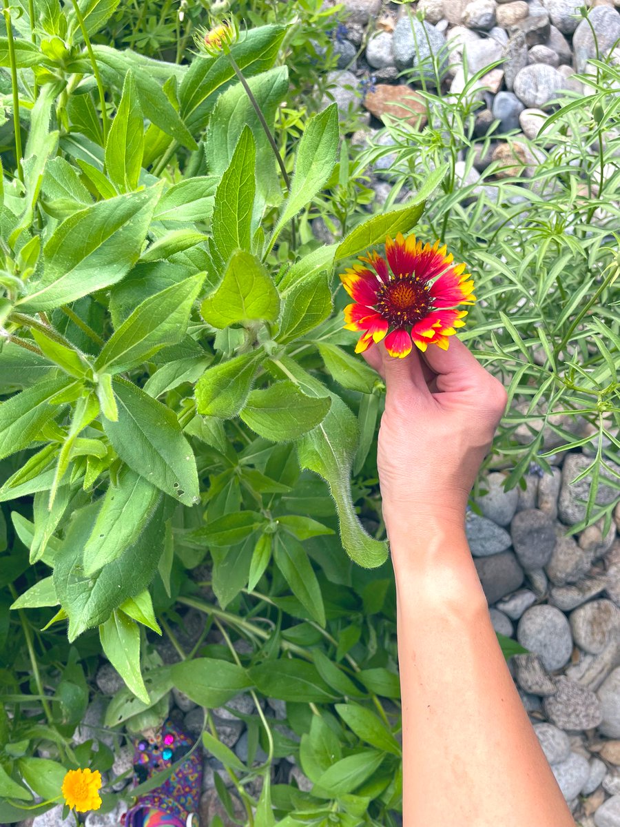 I planted wildflower seeds last year (and yes you could place a 14g in that vein. I’m looking at you paramedics and nurses)