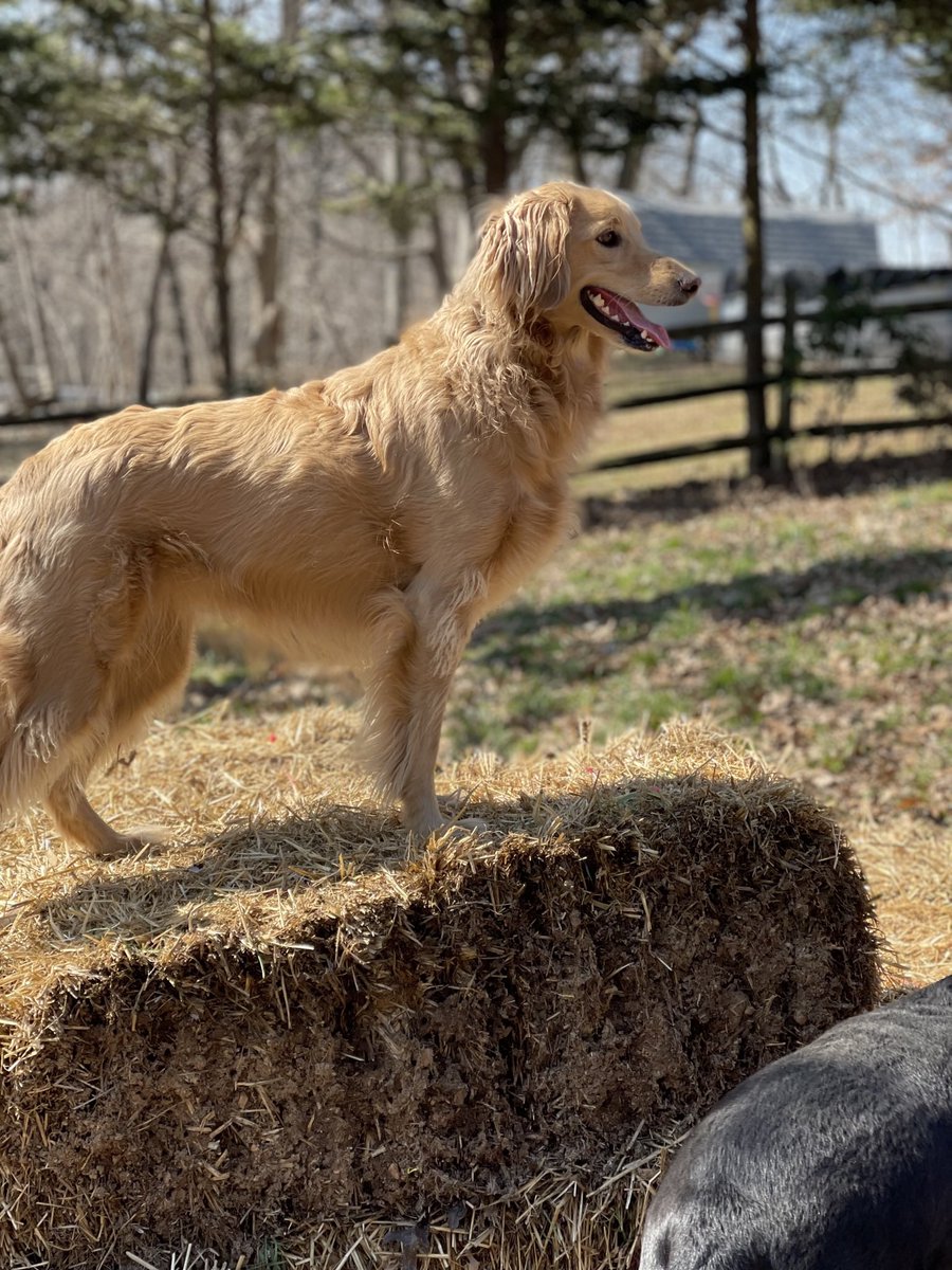 <a href="/TheRickWilson/">Rick Wilson</a> This is Dinah… a 4-year-old Golden Doodle mix. She is not allowed near Kristi Noem, dog murderer.