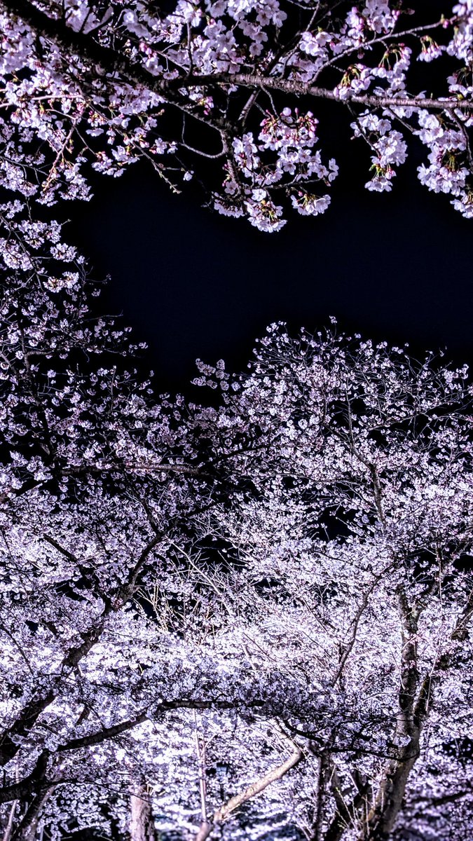 盛岡市にて

夜桜