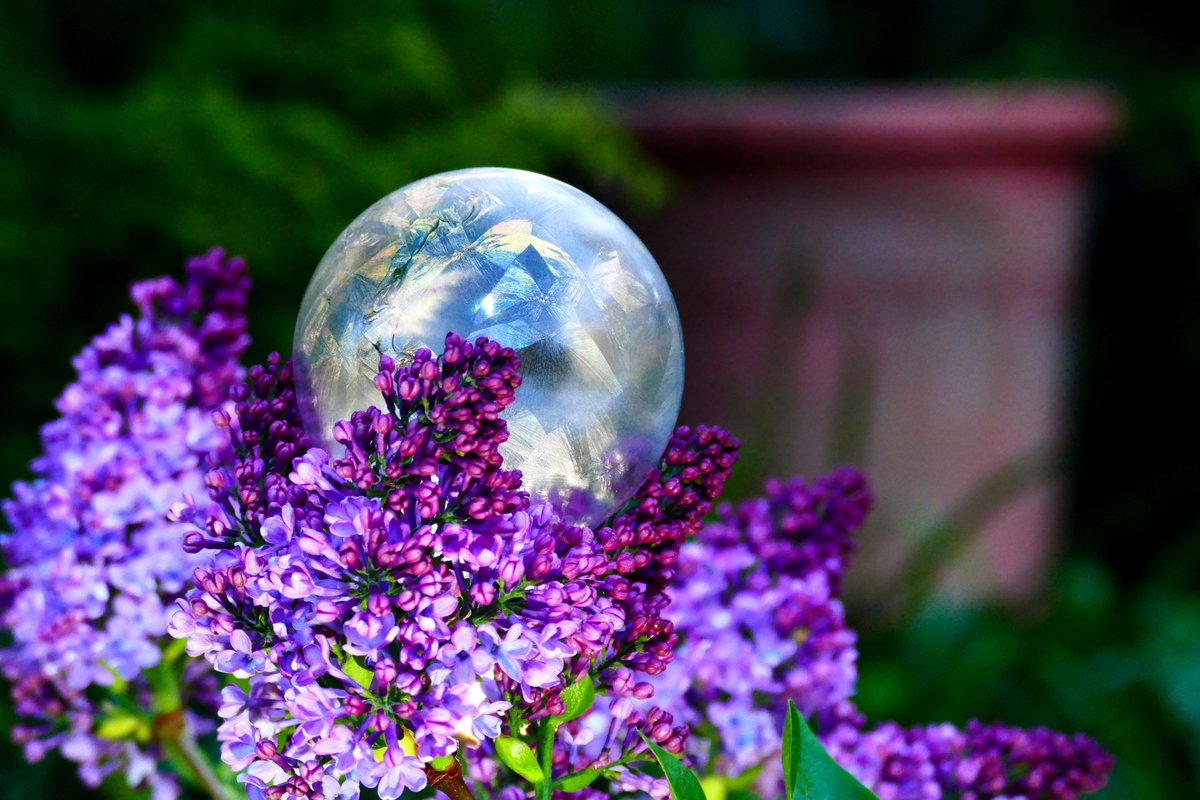 Picked out another good #FrozenBubble image from this morning. Enjoy. 🤩 @StormHour #FrozenBubbles #IceBubbles #FrozenBubblePhotography #Photography #Lilac #Flowers