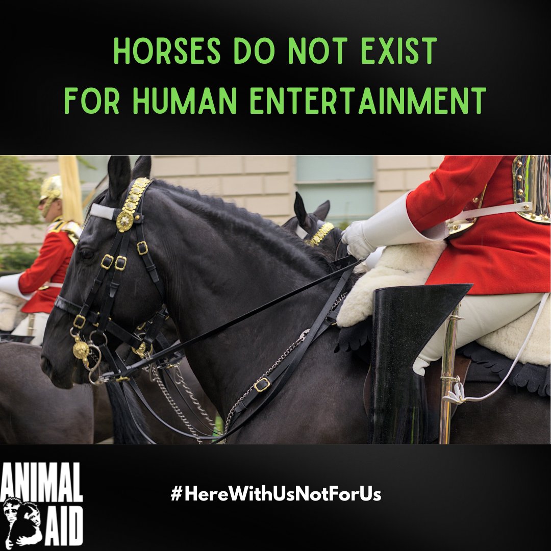 ❗️Horses do not exist for our entertainment. Please sign Animal Rising's petition to send the escaped horses from the Household Cavalry to a sanctuary. actionnetwork.org/petitions/urge… and read our latest web piece to find out more about this issue animalaid.org.uk/panicked-horse…