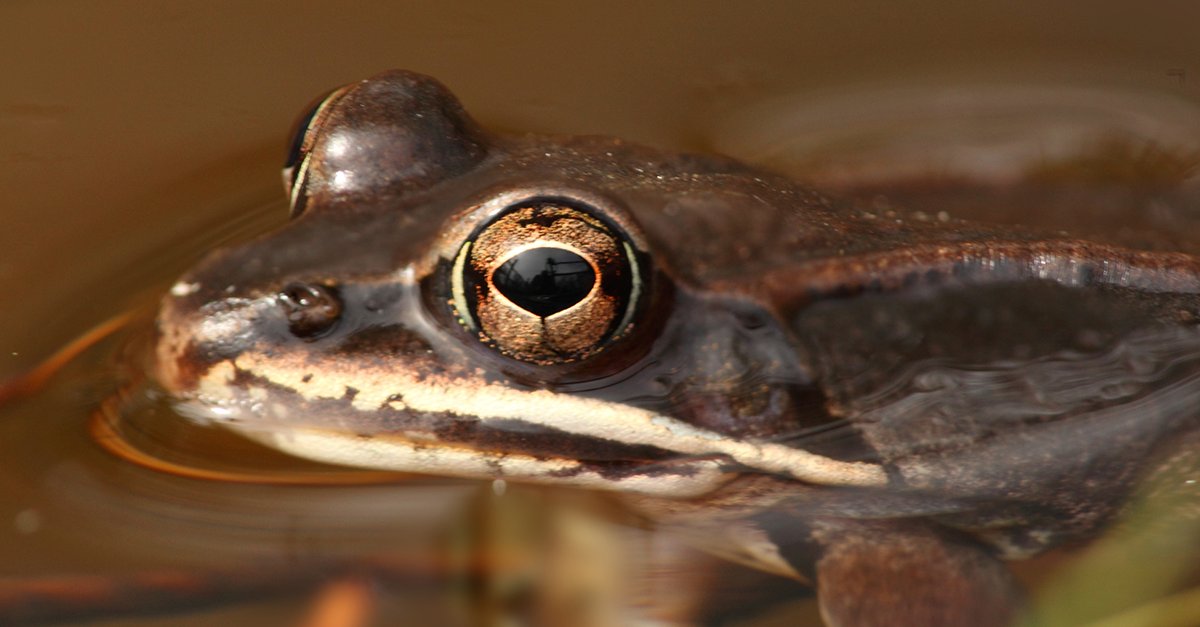 When you hear the word “evolution,” you probably think of a process that happens over thousands of years. However, recent research led by Professor Rick Relyea has found that wood frogs have evolved to have an increased salt tolerance over just 25 years. bit.ly/4b6A3H1