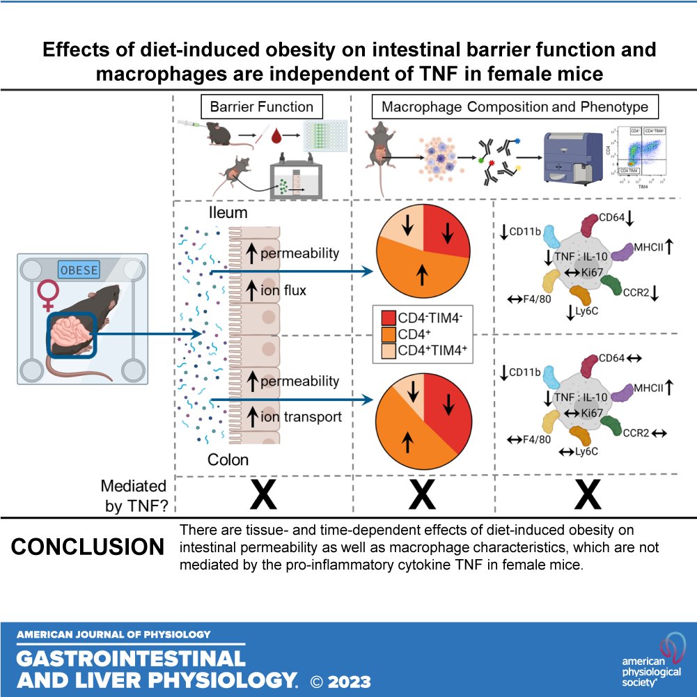 #SuggestedRead 📃Diet-induced #obesity alters intestinal monocyte-derived and tissue-resident macrophages and increases #IntestinalPermeability in female mice independent of tumor necrosis factor (@jabreznik et al.)

🔓ow.ly/9tHf50R288j

#IntestinalMacrophages #TNF