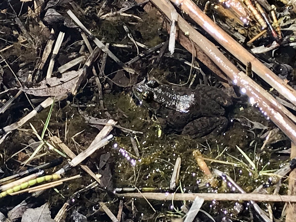 Spot the amphibian! 
#naturalhabitat #amphibian