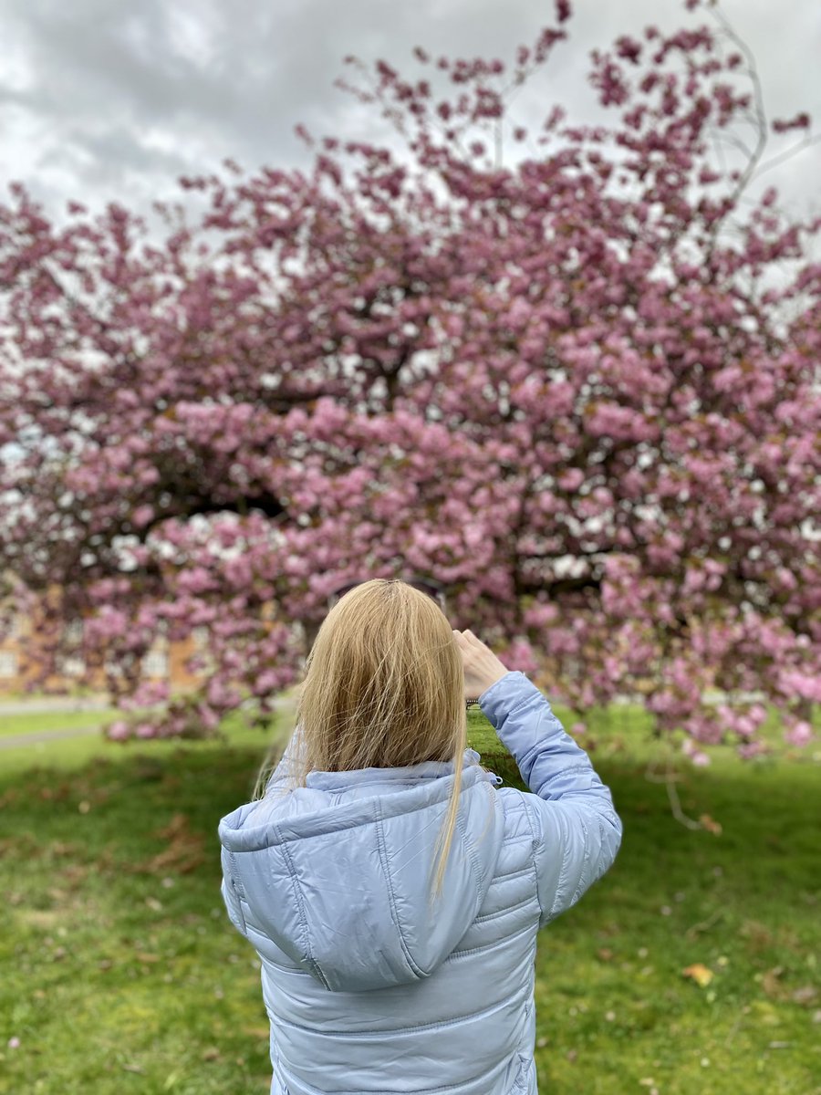 Your friendly reminder that ambulatory wheelchair-users exist. Sometimes we use wheelchairs and sometimes we stand up to take photos of blossom trees 😃