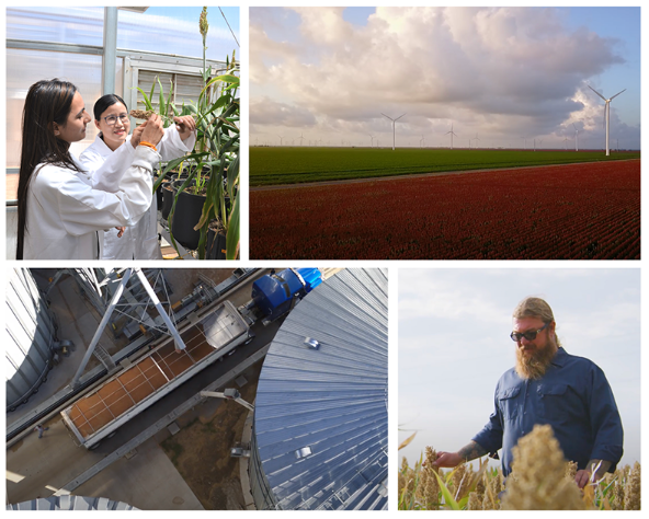 Exciting news🥳🙏 @TexasTech in Lubbock, Texas will host the third Global Sorghum Conference from September 14-18, 2026. Save the date and join for cutting-edge discussions on this SMART crop! #Phenomics #Genomics #ClimateSmart depts.ttu.edu/research/sorgh…