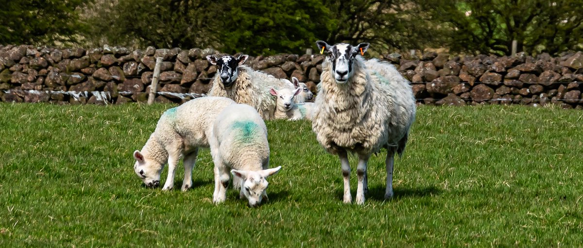 Out and about Slemish.