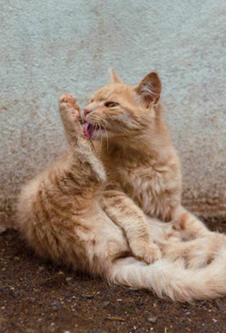 Hairballs Got You Down? NPAWS Shares Tips for Preventing and Managing Them

National Hairball Awareness Day is April 26th.

Happy Hairball Awareness Day! 

#NationalHairballAwarenessDay #CatHealth #PetCare #NPAWS  #declawing #stopdeclawing