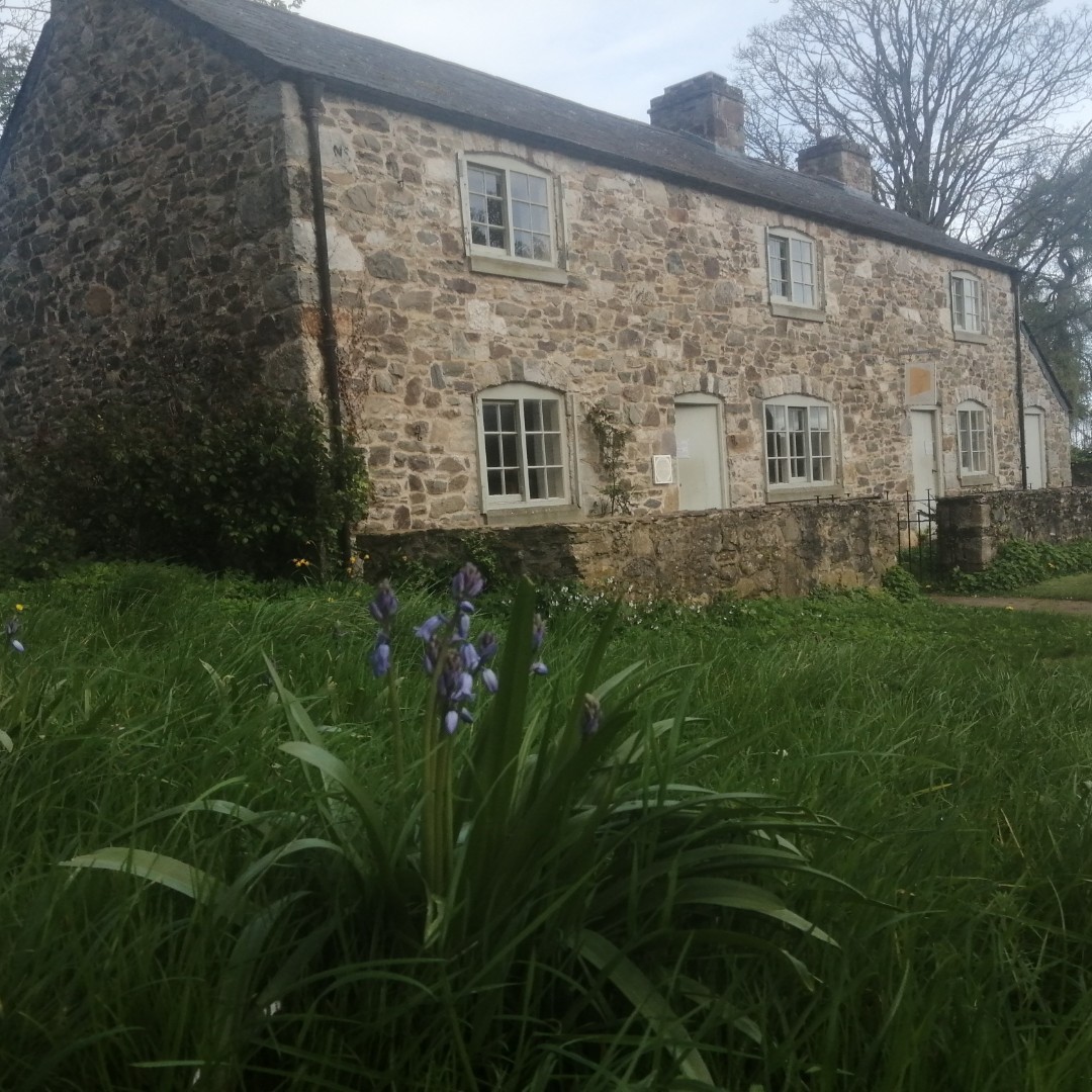 The bluebells have started to appear in our wildflower area. #Spring2024 #NativeBluebells #Spring #GreenfieldValley #Museum #Wildflowers