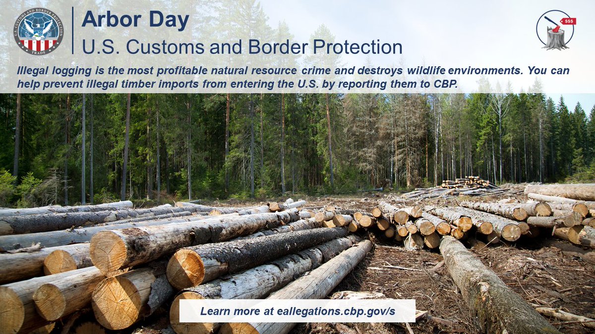 This #ArborDay, @CBP reports on the threats of #IllegalLogging and #TimberTrafficking. Unlawful organizations profit from these crimes and harm forests around the world. Report suspicious activity involving timber trafficking and other trade crimes here: eallegations.cbp.gov/s/