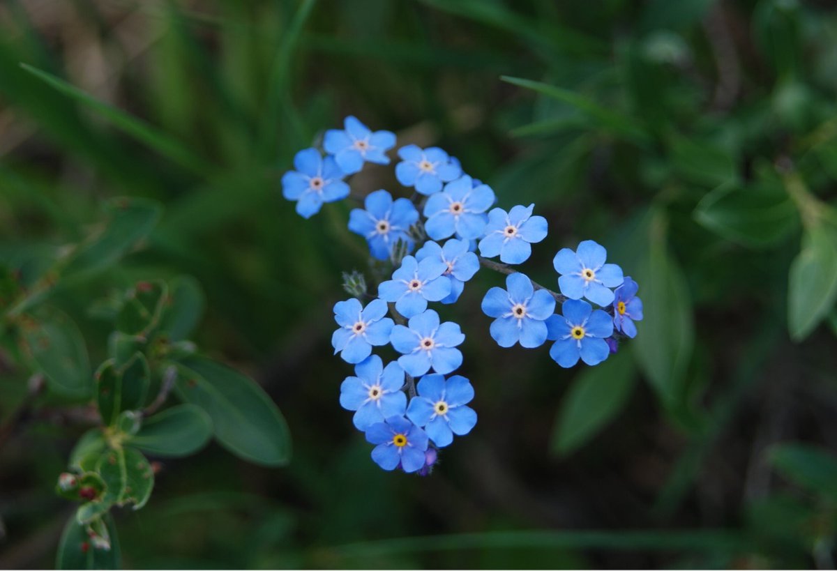 We can't seem to remember the name of this flower? We just know that its beautiful, small and flattens well if you need to send out a letter to someone. #Wildflowers #Alaska #StateFlower Photo by Teri Wild.