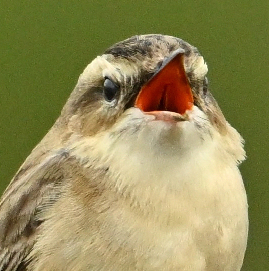 Grey morning at Margam moors, but this Sedge Warbler lit it up with his singing