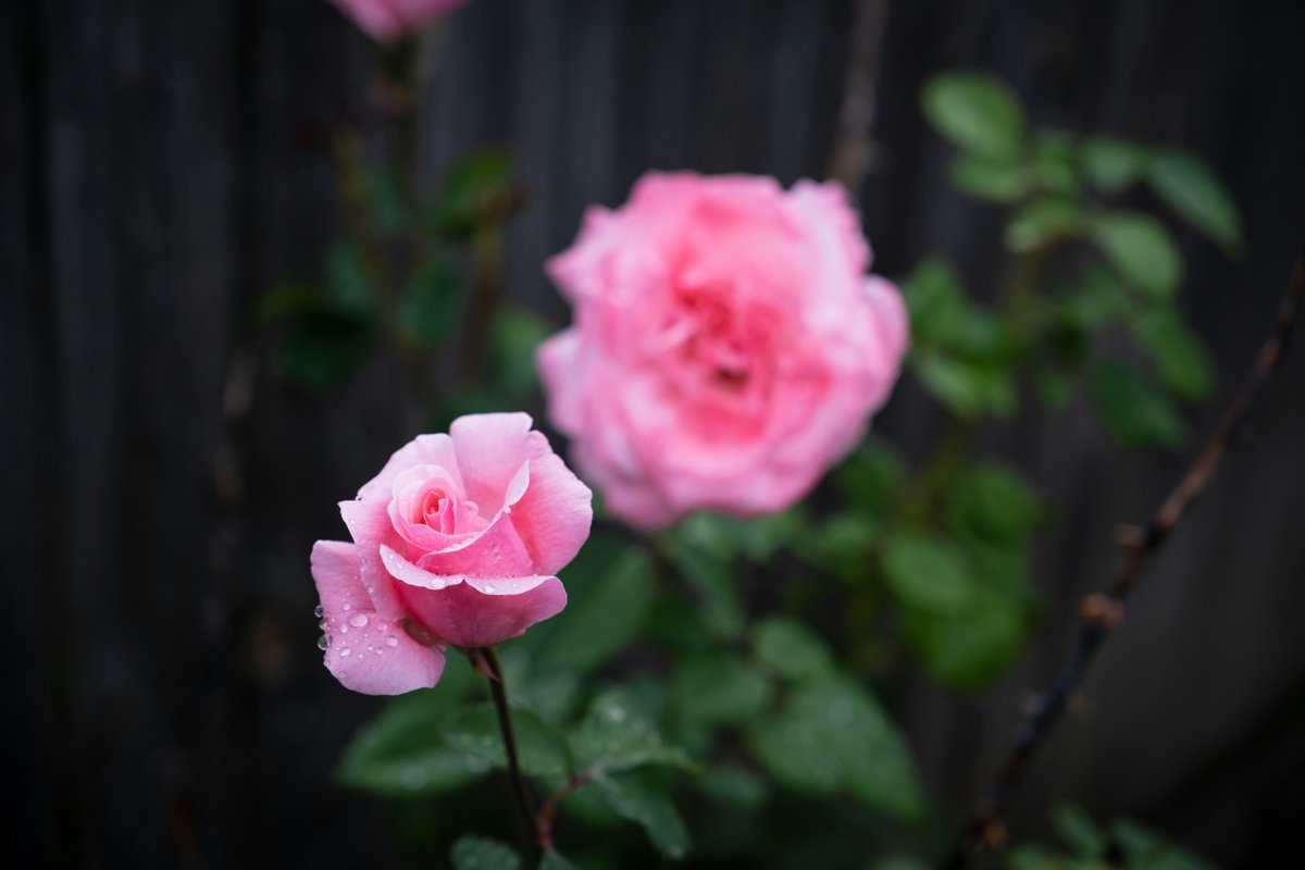 Elevate your curb appeal this spring! 🌷 Add colorful blooms, fresh mulch, and trim your lawn for a big impact. Want more tips? DM me! Nina Daruwalla, Bay Area Realtor, Coldwell Banker 📞 408.219.5743 | 💻 ninadaruwalla.com CalRE #01712223 #CurbAppeal #SpringReady