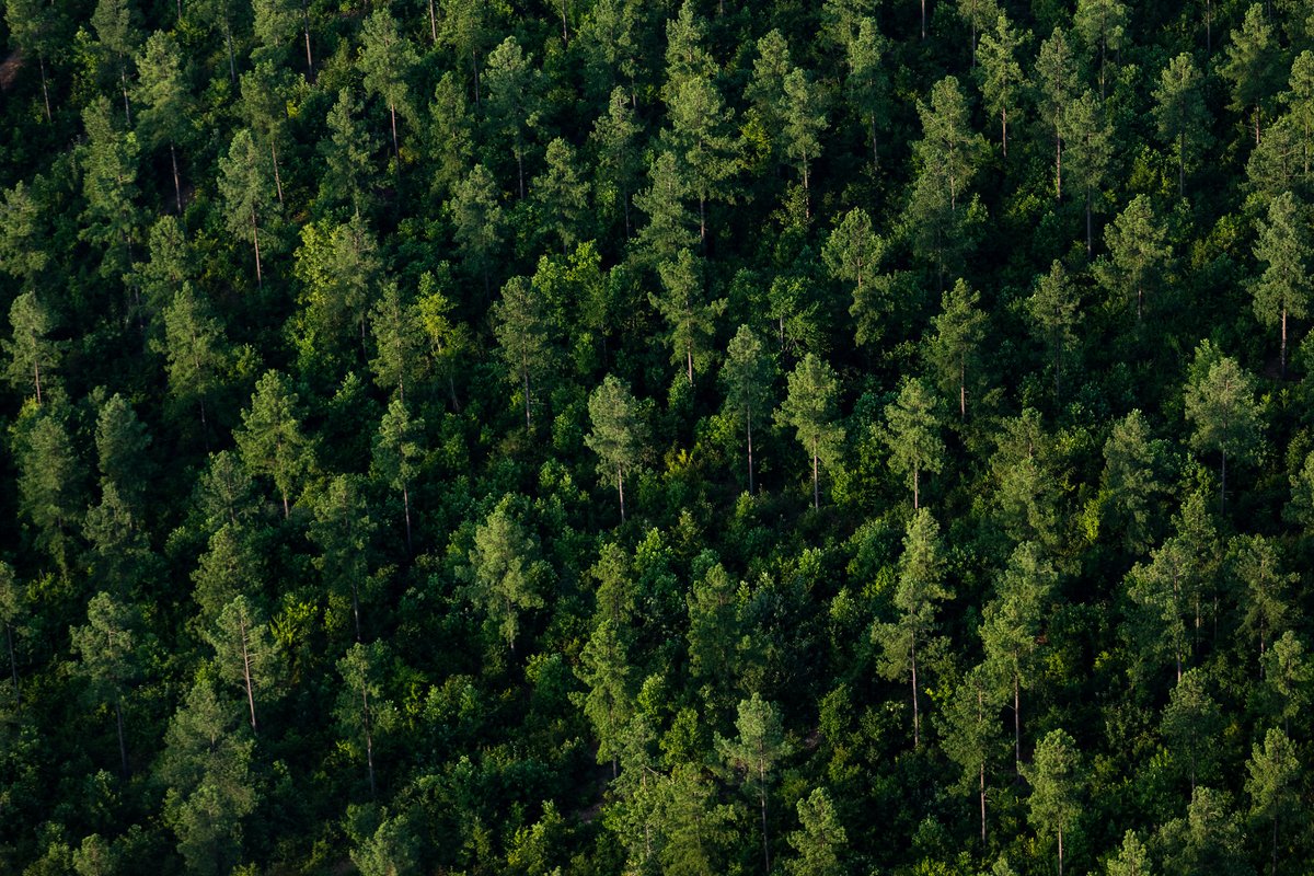 Happy #ArborDay!🌳 Trees are critical to the health of the Chesapeake. Large stands of trees protect water and air, provide habitat to wildlife and support the region’s economy. Learn more➡️ow.ly/KKIR50RpoLC 📸Will Parson/Chesapeake Bay Program