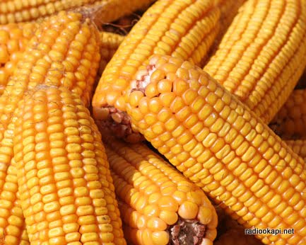 Nord-Kivu : faute de preneurs et des voies d’évacuation, le prix du maïs baisse à Rutshuru radiookapi.net/2024/04/26/act…