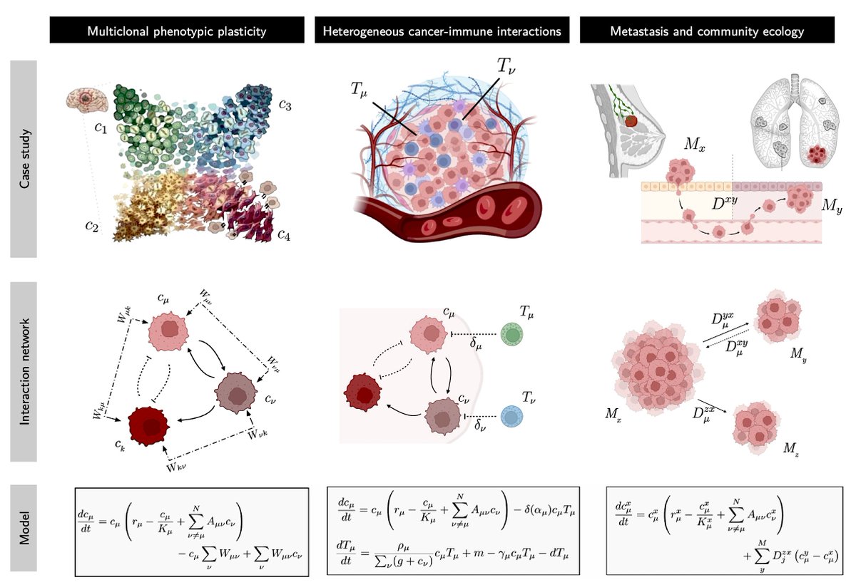 Are tumours like ecosystems? Cancer displays complex, heterogeneous populations that can be mathematically described as interacting species. Check our new paper with @AguadeGuim and @ara_anderson on generalized Lotka-Volterra models for cancer biorxiv.org/content/10.110… @BCNCollab