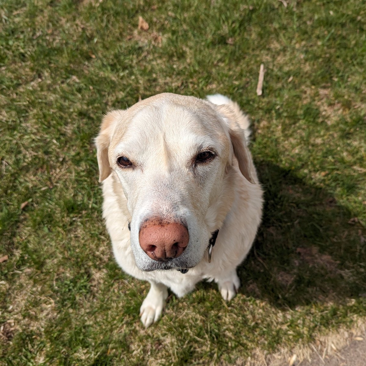 Hi pals ☀️🐽 I'm out in da sunshine before our rainy weekend ☔🐽 um we put together a fundraiser to help with my recent vet bills 🫣 mom feels so bad.. we were chuggin along okay until I hurt my eye again 🤕 she's been working hard to take care of me 🐽❤️‍🩹 paypal.com/pools/c/93VMqB…