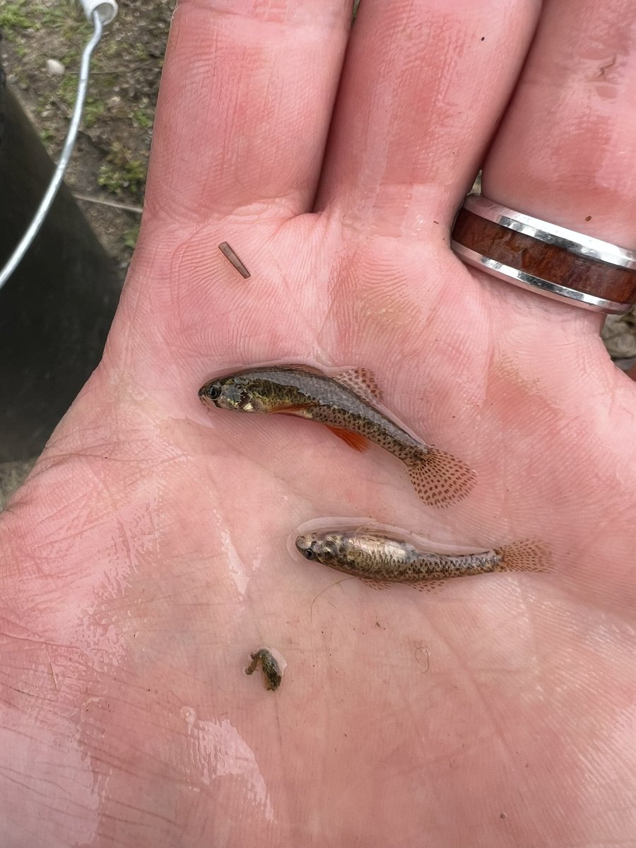 Paul DeRolf tweet media