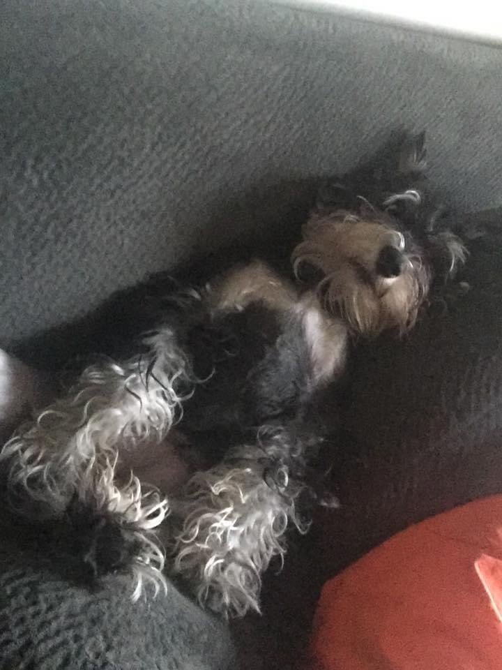 This is my Boo Berry, 11 yr old mini schnauzer. She’s a mess, she’s diabetic insulin shots 2 times a day, she has glaucoma and had her eyes deadened last summer so she’s blind. She has accidents in the house and she’s expensive. AND I LOVE HER TO PIECES, eff YOU Kristi Noem