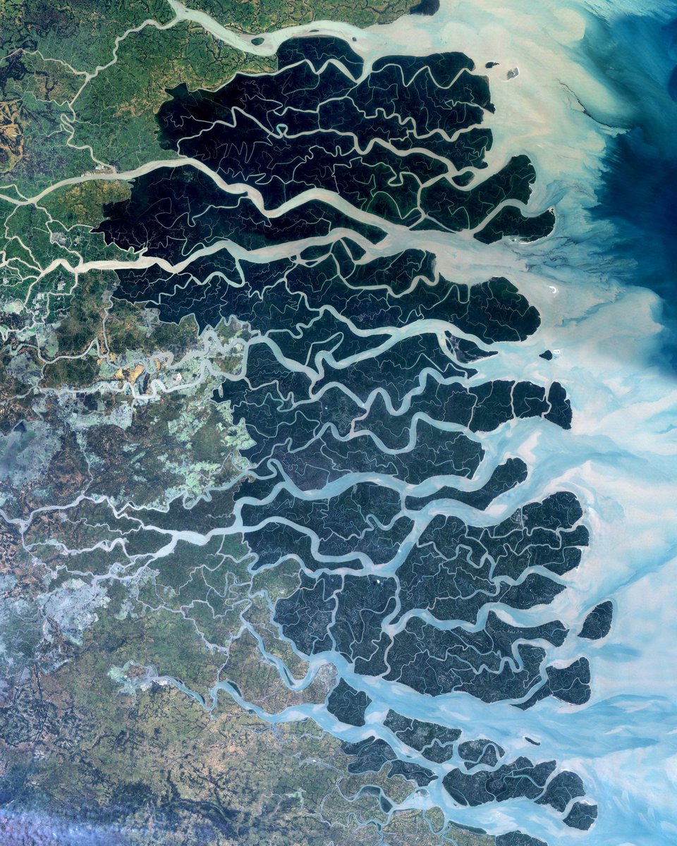 The Sundarbans is a region that covers 3,900 square miles (10,000 square km) of southern Bangladesh and a small section of Eastern India. This region is densely covered by mangrove forests and contains the largest natural reserve for the Bengal tiger.