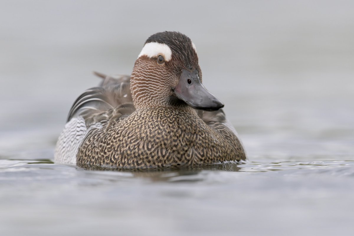 A very smart confiding drake Garganey today at Manvers Lake, South Yorkshire. @BirdGuides