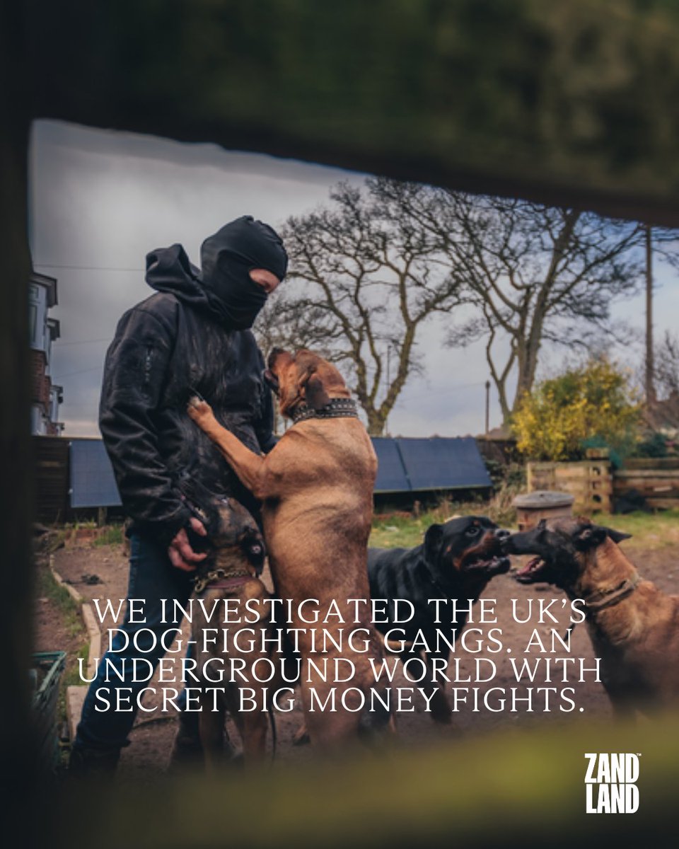 We uncover shocking details of gangs using dogs to settle street disputes and cover the biggest dog fighting trial of the last few decades. Stream the documentary exclusively on Channel 4 on Wednesday May 1st #BenZand #Channel4 #Untold #DogFighting #Documentary #ZANDLAND