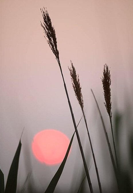 beneath the pink moon common reed stands stronger spring bewilderment #WalesHaikuJournal #pink_moon #haiku 📸 from Pinterest