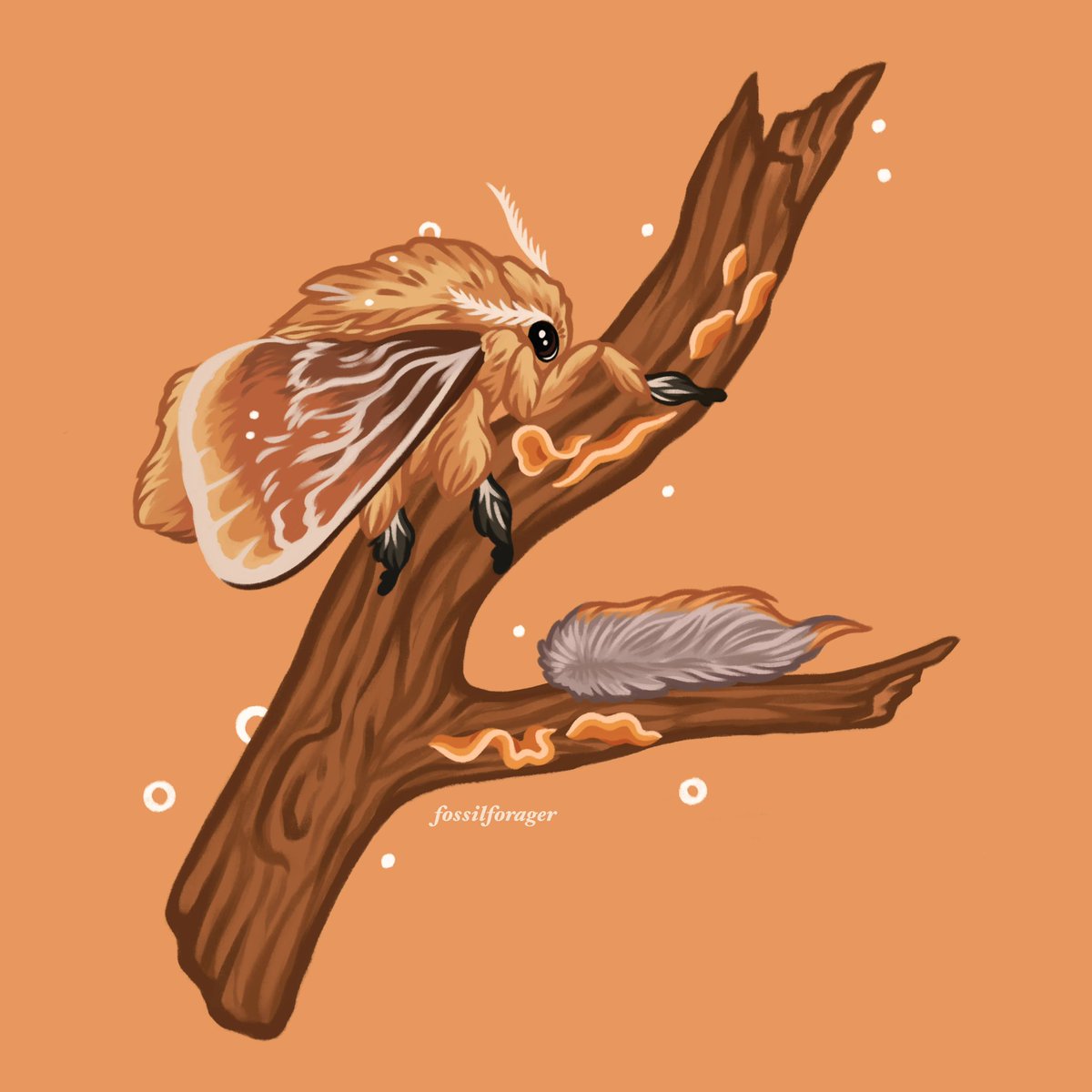 「Southern flannel moth  」|Nicole 🌱のイラスト