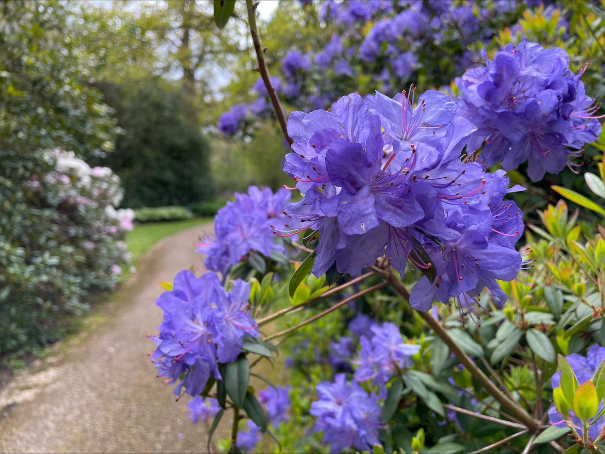 The Savill Garden is brimming with colourful rhododendrons and azaleas. Book online up to 9am on the day of your visit for the advance online price: windsorgreatpark.co.uk/savillgarden @visitwindsor @MyRoyalBorough @VisitSEEngland @VisitSurrey @theGreatWestWay