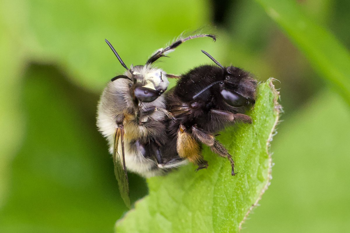 Hairy-footed Flower Bees, Anthophora plumipes*, making the next generation in the garden this afternoon. We were delighted to witness this as we rarely see them keeping still, they’re usually whizzing around. (* I used to think this was plumpies! 😂)