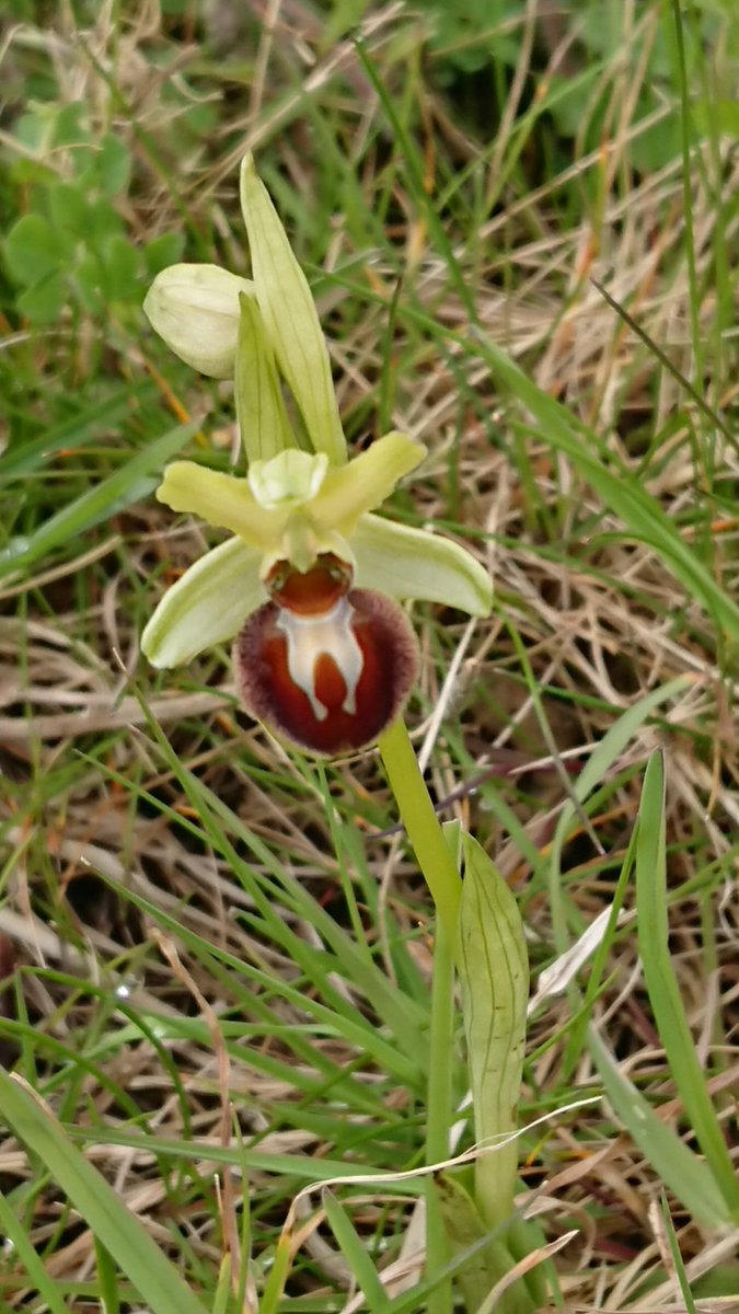 These Early Spider Orchids from Samphire Hoe are a first for me #walking #Kent #wildflowers #orchids @Uk