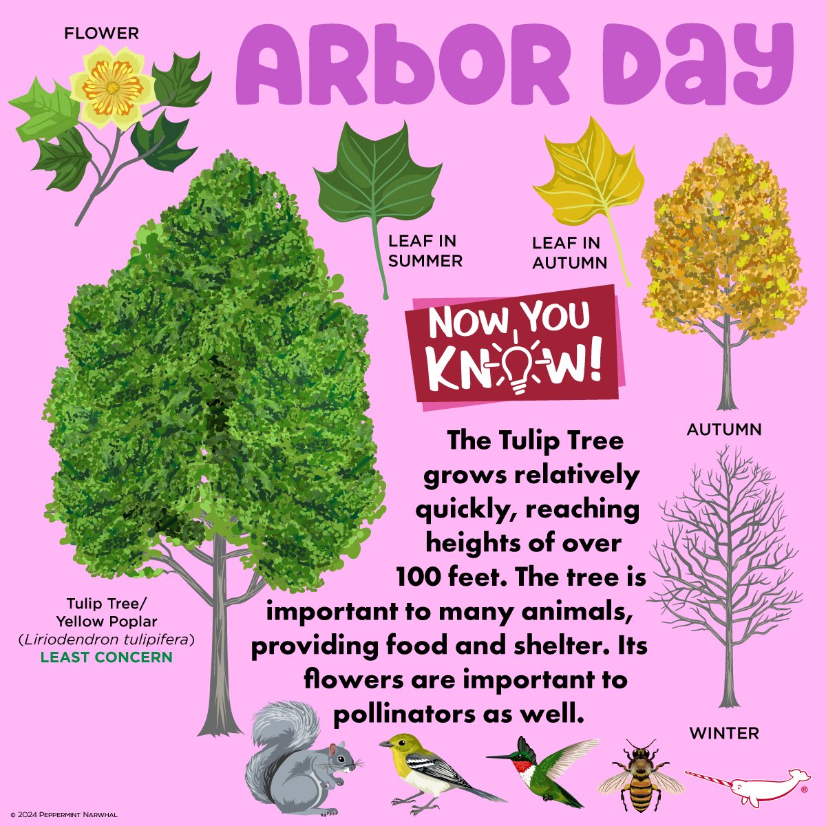 Happy #ArborDay! #NowYouKnow #TulipTree Earth Day SALE - Save 20% Off Everything in the #PeppermintNarwhal Store. Shop Now: peppermintnarwhal.com Hurry Sale Ends April 30, 2024. International Shoppers visit our Etsy store: etsy.com/shop/Peppermin… #YellowPoplar #Polar