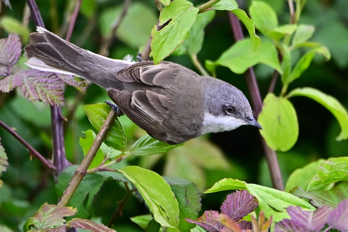 📷 Fauvette babillarde mâle - Curruca curruca - Lesser Whitethroat. #birds #oiseau #nature #NaturePhotography #BirdTwitter