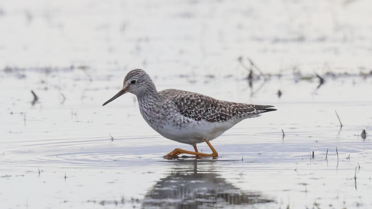 norfolkbirdtour tweet picture