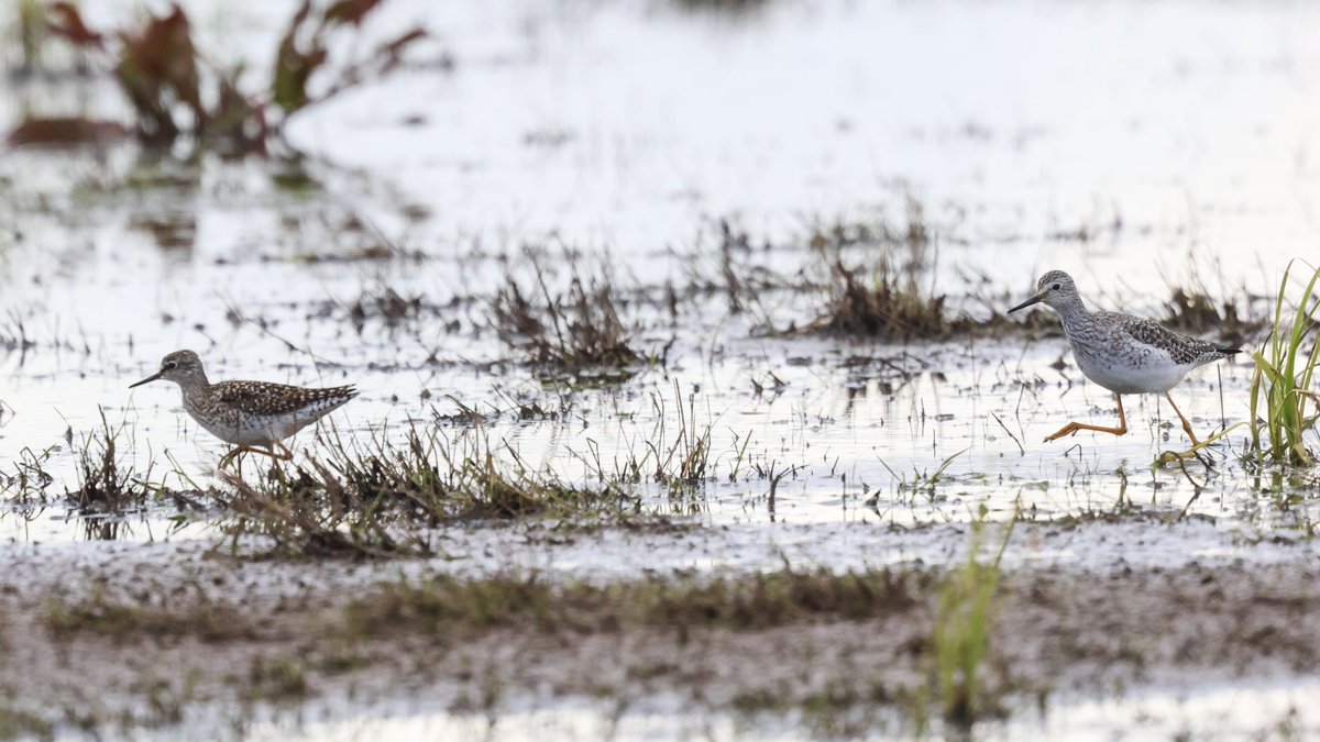 norfolkbirdtour tweet picture