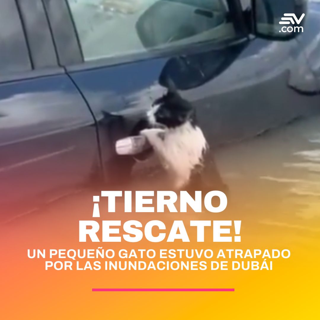 📌 #LoMásLeído | En un video, que se viralizó en redes sociales, se observa a un gato 😺 agarrarse con todas sus fuerzas de la manija de un auto para no caer al agua, en medio de las inundaciones de Dubái.

VIDEO ▶️ bit.ly/4b0Fves