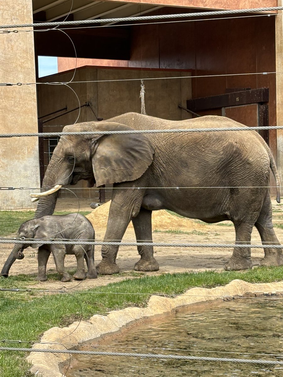 Baby elephant. Brand new 😀 @ToledoZoo