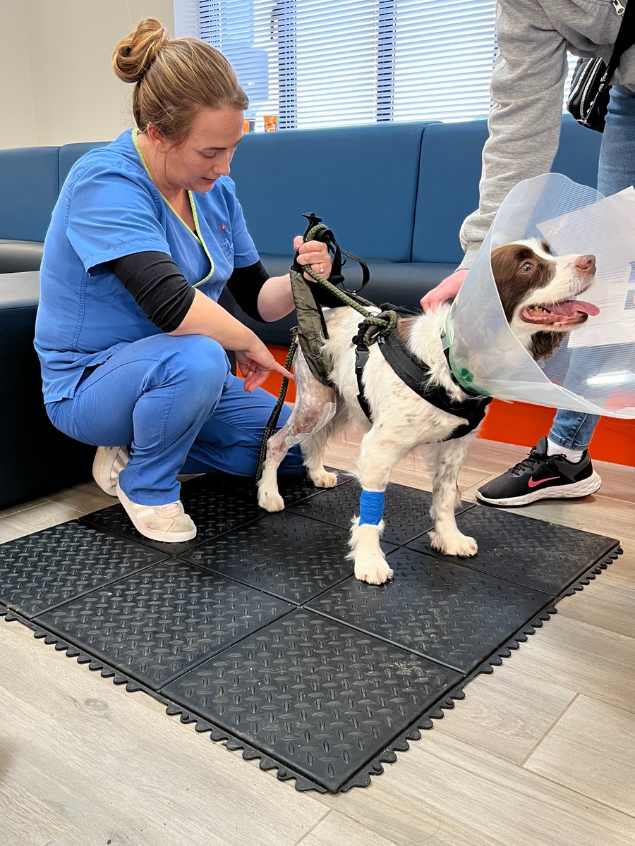 It’s a happy Friday for our sweet #SpringerSpaniel friend Holly, who returned home today to continue her recovery after #TPLO surgery.

📸 with SVN Josie this morning, who gave her pain relief & with #Physiotherapist Kathryn who shared some physio exercises she can do at home.
