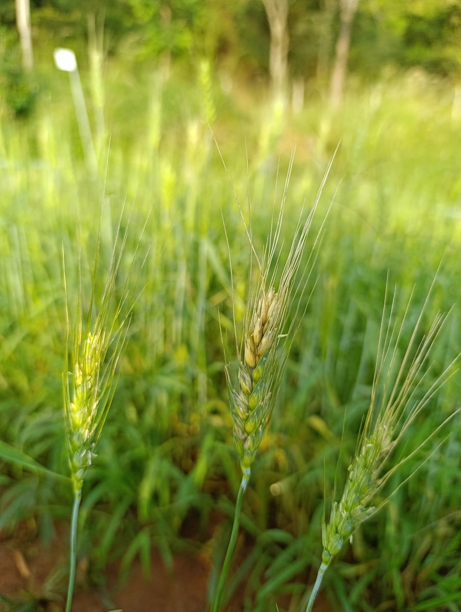 monalisacdc's tweet photo. WHEAT HEAD BLAST
Yesterday, I visited the wheat experiment, and there were no apparent symptoms of blast (first photo). Today, upon returning to the field, many spikes displayed symptoms. I'm excited to closely monitor the disease's progression in the field. https://t.co/bMUaj0CJU1