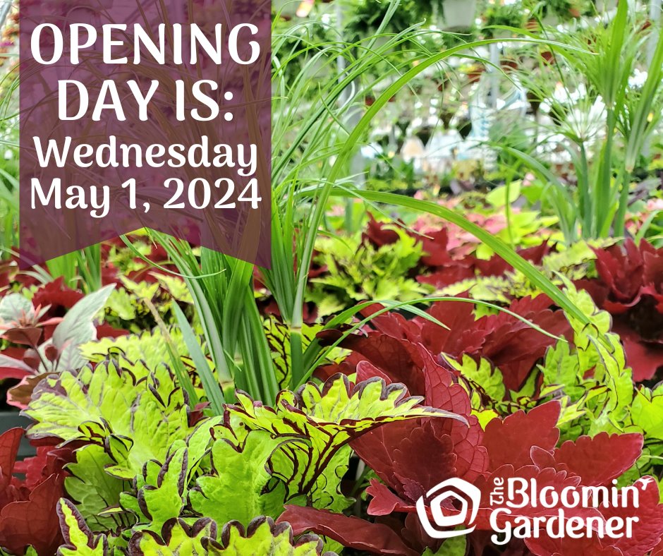 Opening day is this Wednesday at 9am!

Our hours for May will be Monday to Friday from 9am to 6pm, Saturday 9am to 5pm and Sundays and Holidays from 10am to 4pm.

SEE YOU SOON!

#thebloomingardener #spring2024 #openingday #openingsoon #localgreenhouse #patiopots #planters