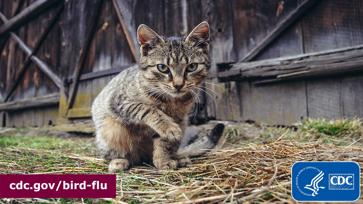 Veterinarians: #birdflu has infected some barn cats in the U.S. amid a multi-state outbreak in dairy cows. CDC’s recommendations for veterinarians working with potentially infected cats can be found here: bit.ly/44casu9